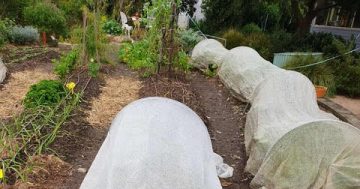 Get your frost protection in place for winter gardening