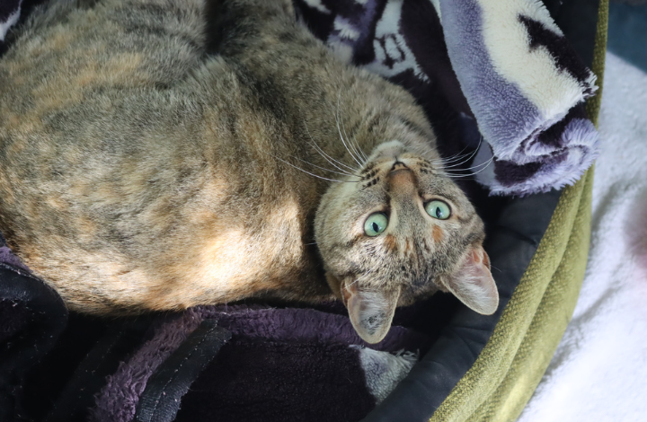 Ariel the cat