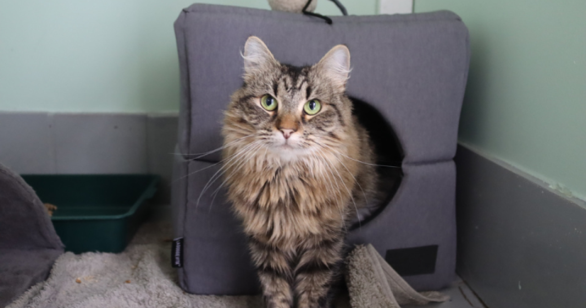 RSPCA ACT’s Pets of the Week – Boo and Coco | Region Canberra