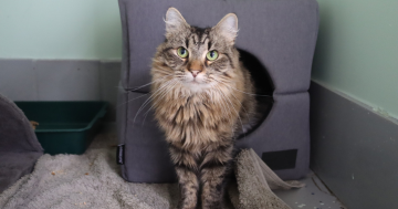 RSPCA ACT’s Pets of the Week – Boo and Coco