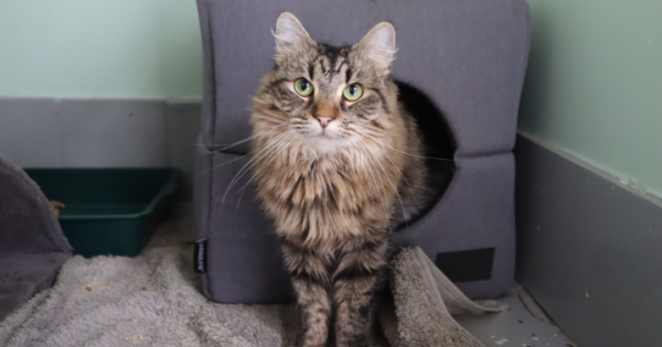 RSPCA ACT’s Pets of the Week – Boo and Coco