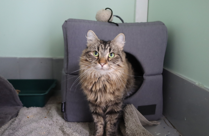 Boo the cat