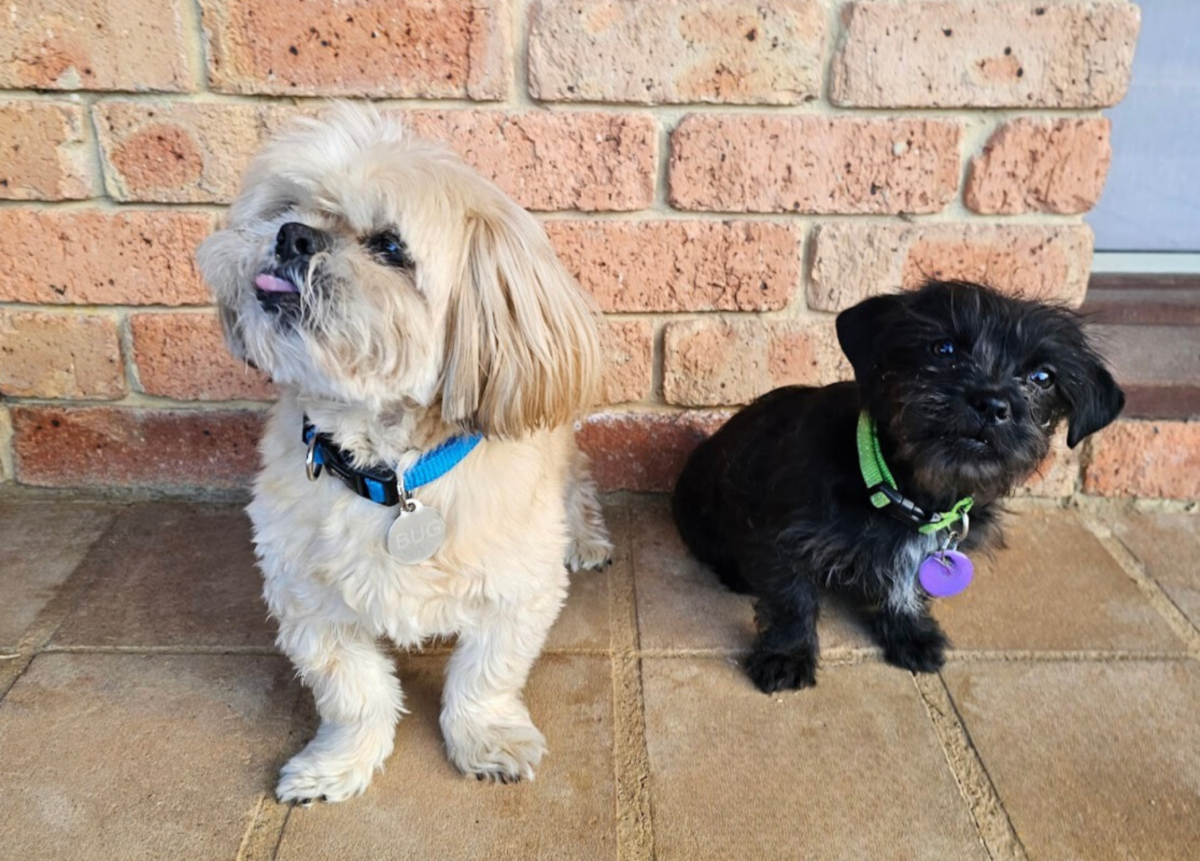 Two dogs, one senior and one puppy, pictured side by side.