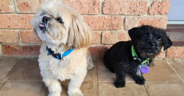 The chaotic but heartwarming challenges of raising a puppy while caring for a senior dog