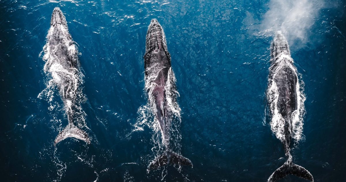 Photographer captures, counts whales during an annual survey – and shares the results | Region Canberra