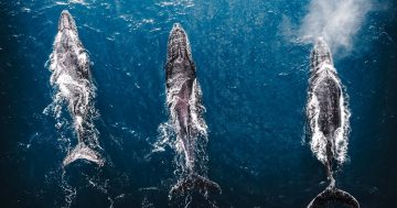 Photographer captures, counts whales during an annual survey - and shares the results