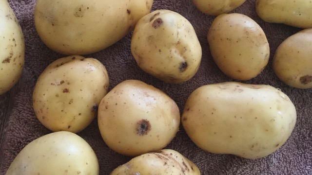 Potatoes