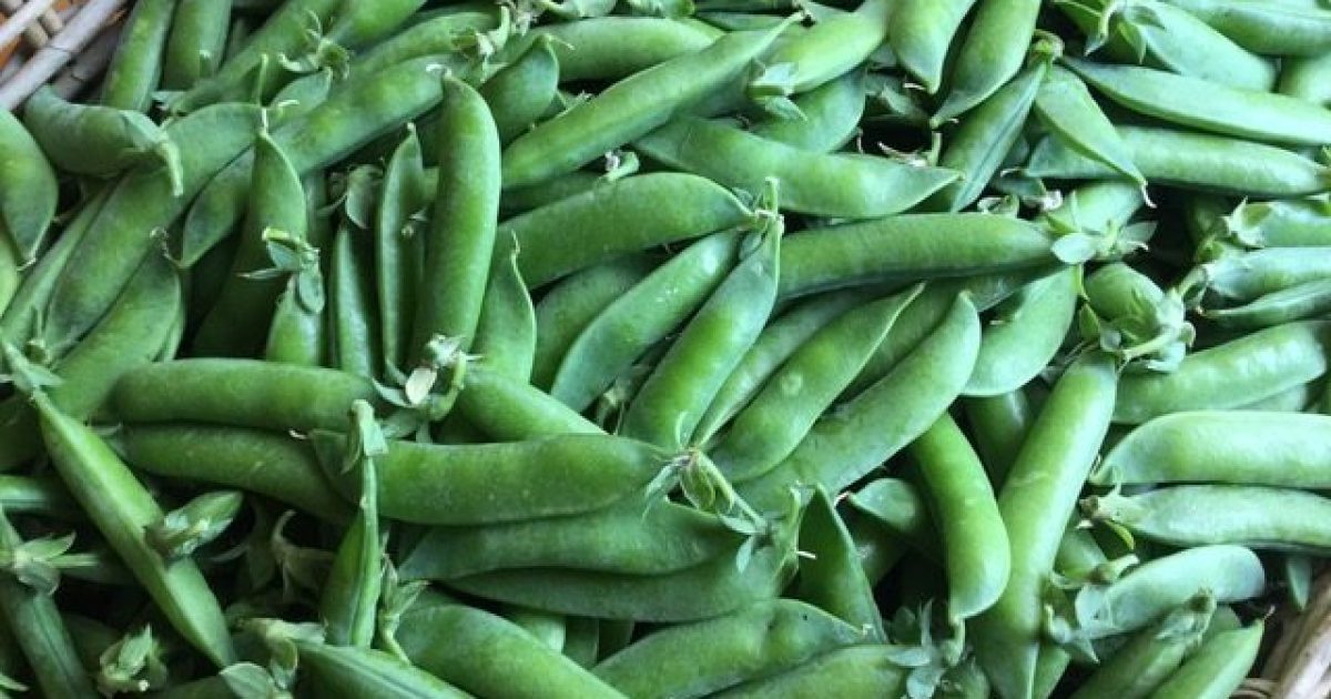 Don’t let August slow you down in the garden | Region Canberra Don’t let August slow you down in the garden | Region Canberra