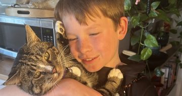 Canberra kitty home safe-and-sound three years after escape