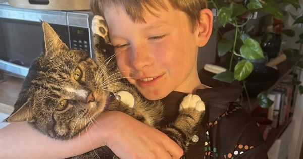 Canberra kitty home safe-and-sound three years after escape