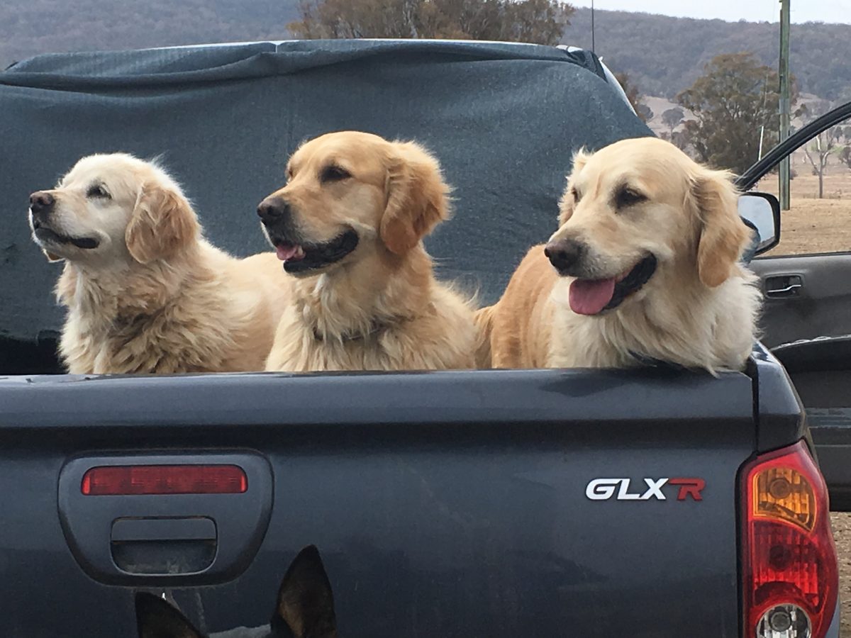 three golden retrievers on the back of a ute