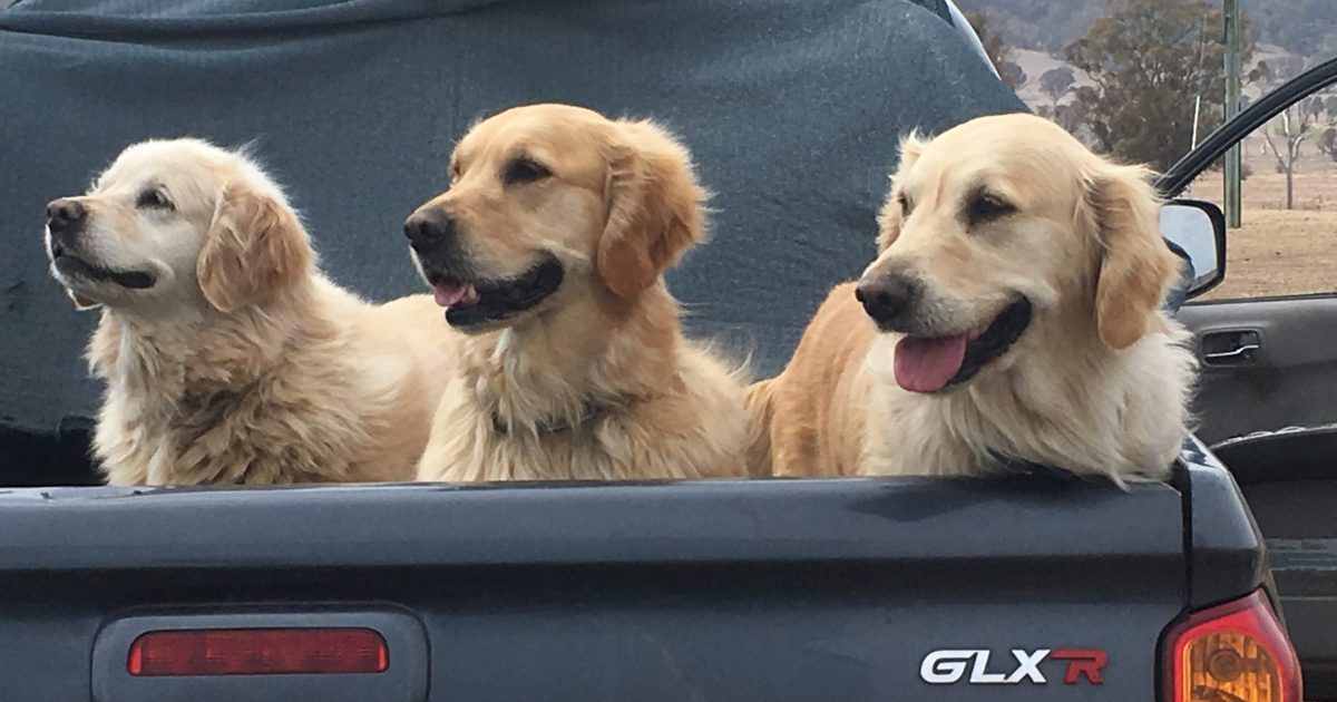 Mandating minimum ‘human contact’ time for dogs? Sounds like a paw-ful joke