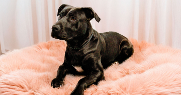 RSPCA ACT’s Pets of the Week – Lahni and Carmen