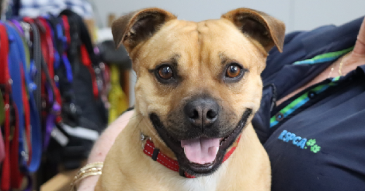 RSPCA ACT’s Pets of the Week: Max and Gertrude | Region Canberra