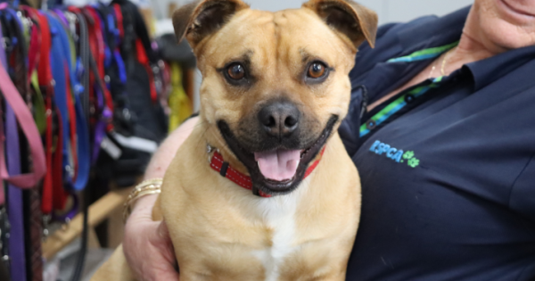 RSPCA ACT’s Pets of the Week: Max and Gertrude