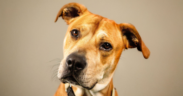 RSPCA ACT’s Pets of the Week – Millie and Toto