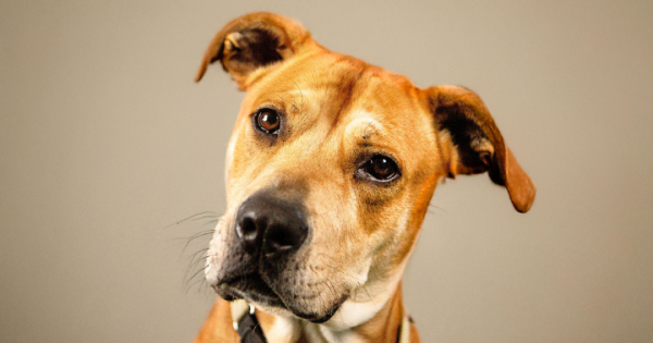 RSPCA ACT’s Pets of the Week – Millie and Toto