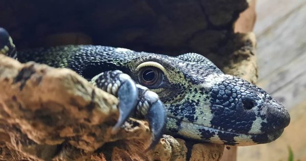 Canberra's scaly zoo residents are proof cold blood doesn't equal a cold heart