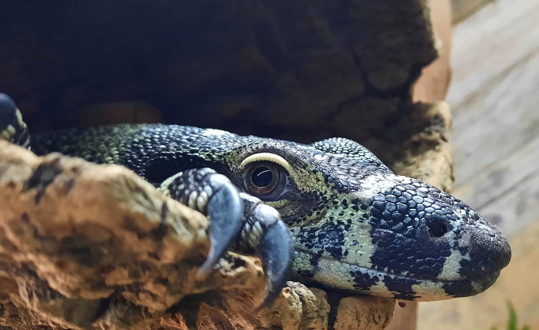 'Azari' the Lace Monitor.