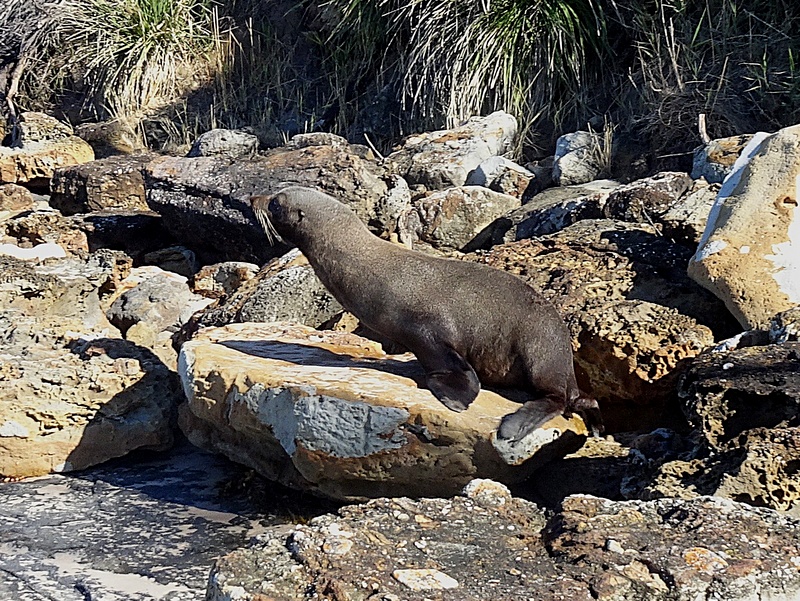 New Zealand Fur Seal among the rocks in Murramarang NP.