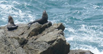 Narooma's Montague Island remains fur seal mecca for coastal neighbour