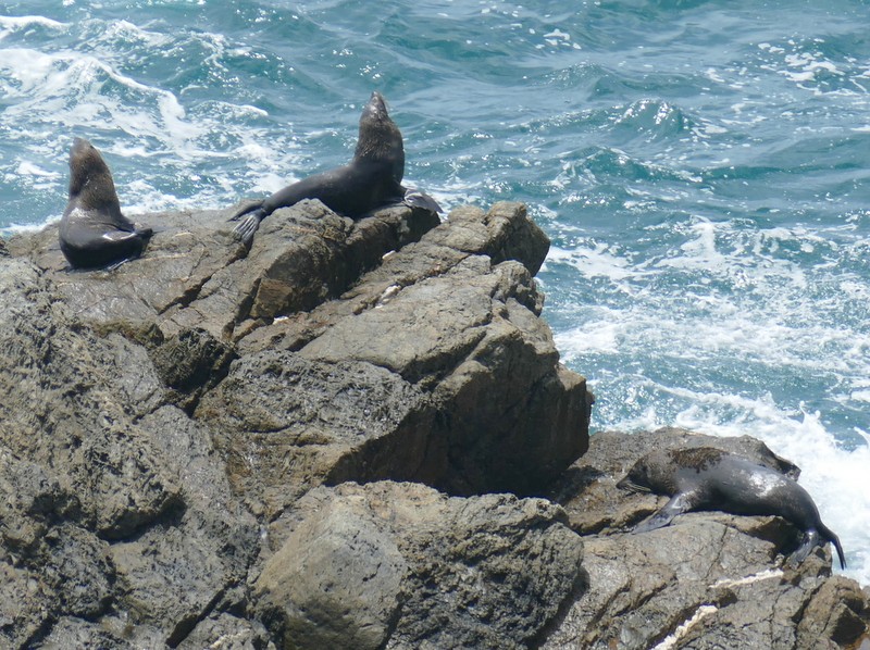 New Zealand Fur Seals at Burrewarra Point - the one at the top is holding its head vertically.