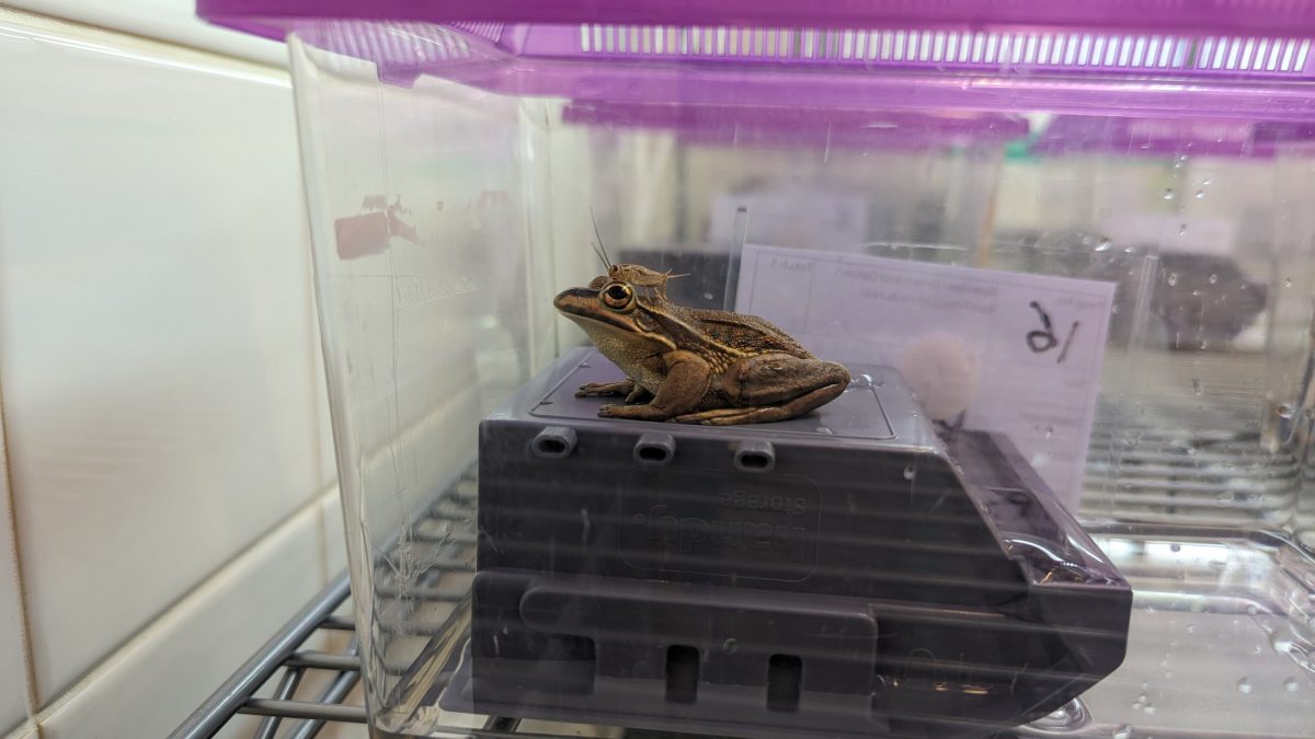 frog in a container