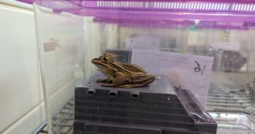Science workshop equips community conservation with frog saunas
