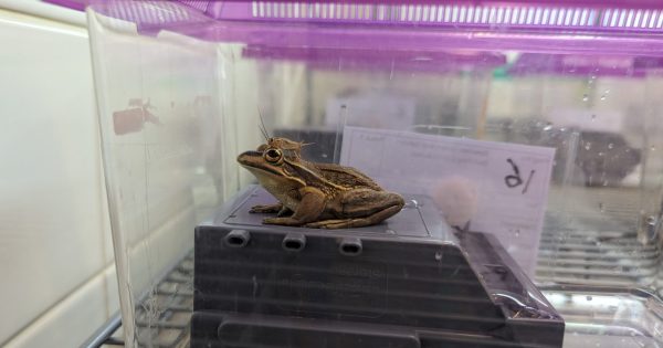 Science workshop equips community conservation with frog saunas