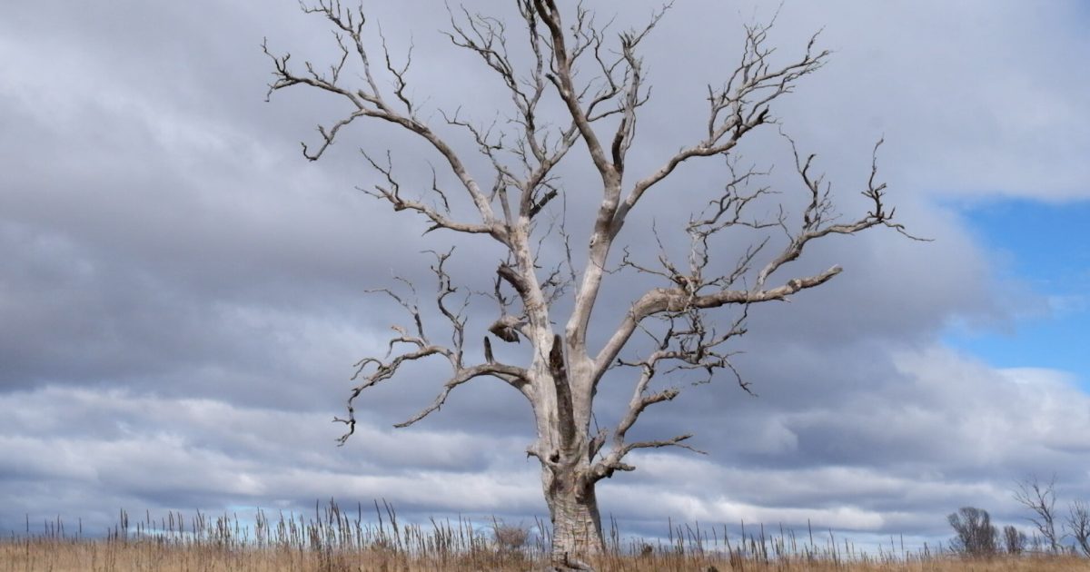 Documentary about ecosystem ‘degradation’ in Monaro a finalist in Far South Film Festival | Region Canberra