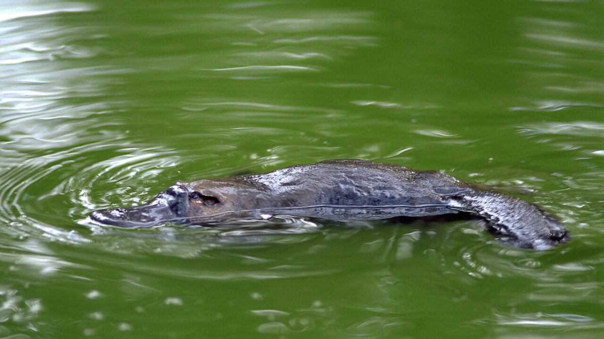 platypus in Canberra
