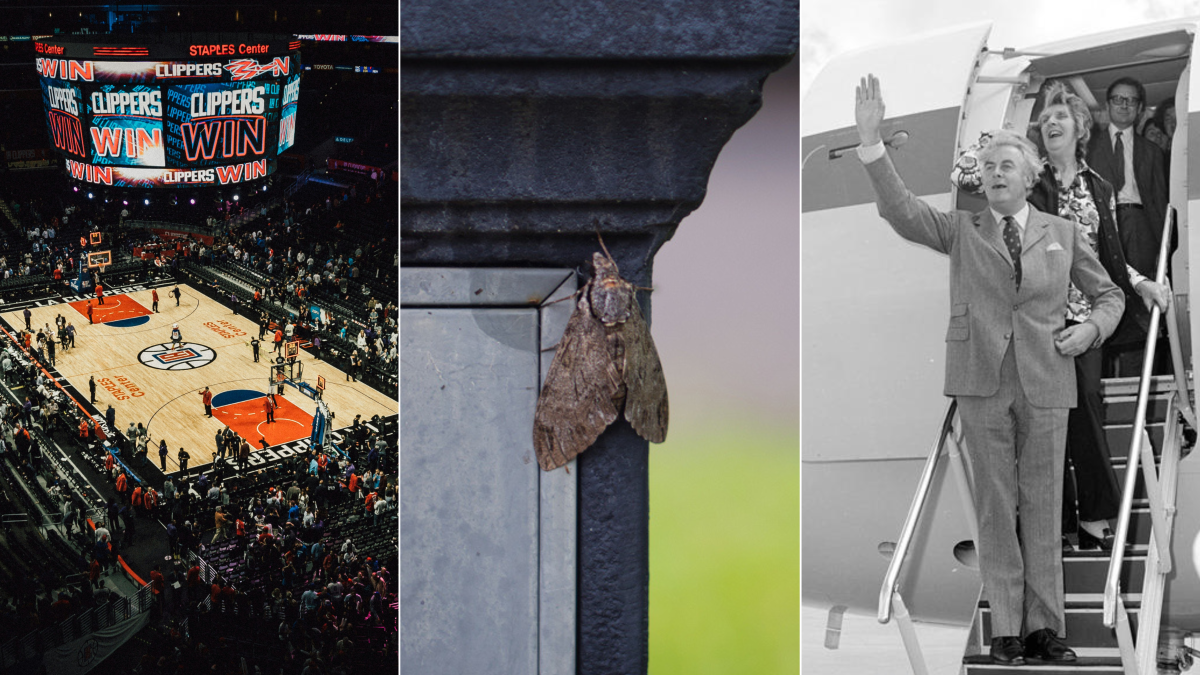 NBA, moth, aeroplane