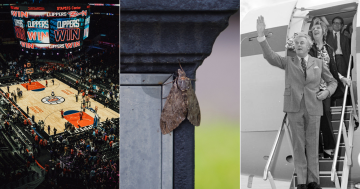 QUIZ: What do you know about bogong moths? Plus 9 other questions