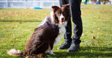 Enforcement of proposed new dog laws 'just impossible' - but also not the whole point, RSPCA says