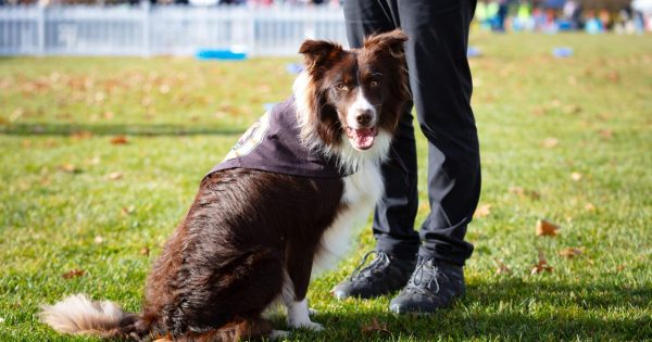 Enforcement of proposed new dog laws 'just impossible' - but also not the whole point, RSPCA says