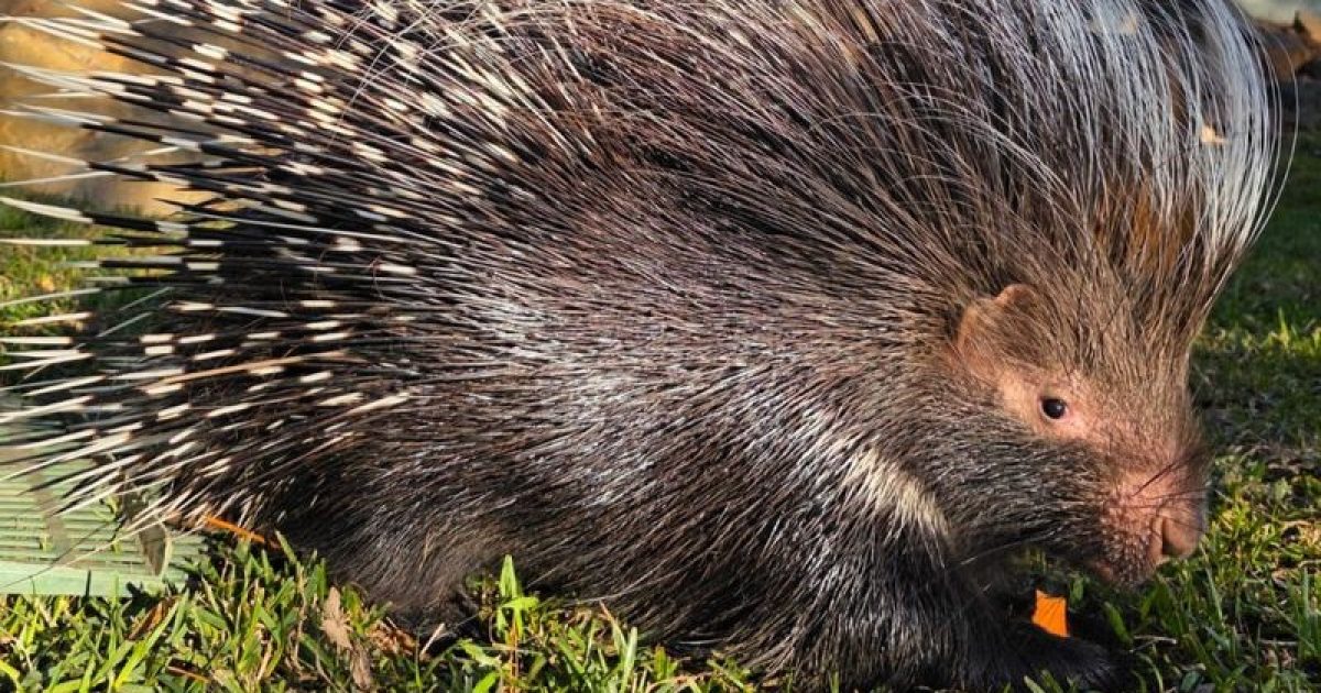 Canberra now home to first Cape porcupine | Region Canberra
