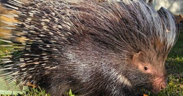 Canberra now home to first Cape porcupine