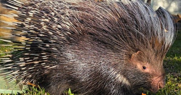 Canberra now home to first Cape porcupine