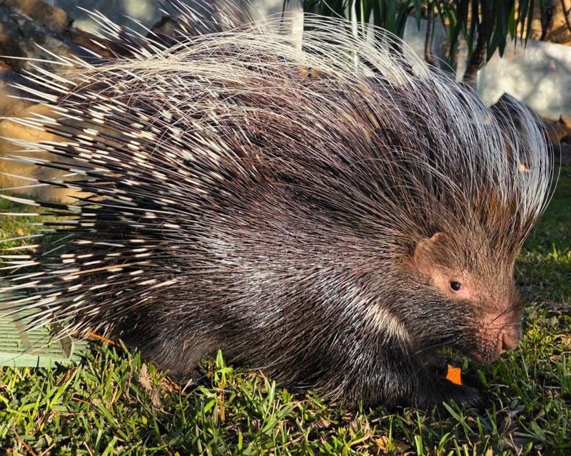 Cape porcupine