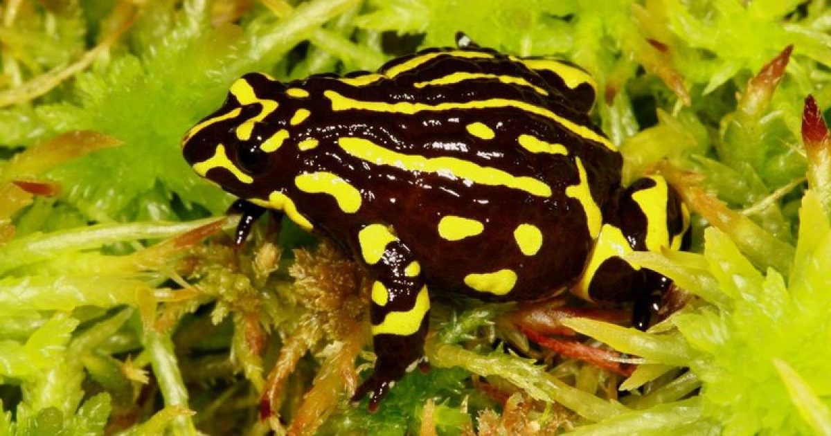 Hundreds of rare corroboree frogs return to the wild in major conservation effort | Region Canberra