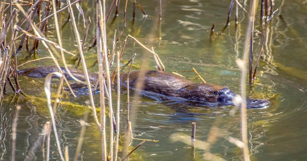 Why the ACT's top waterway predators are making a comeback