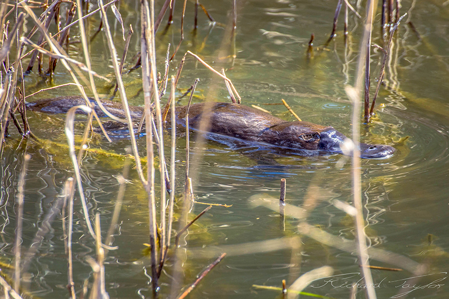 Why the ACT’s top waterway predators are making a comeback | Region Canberra