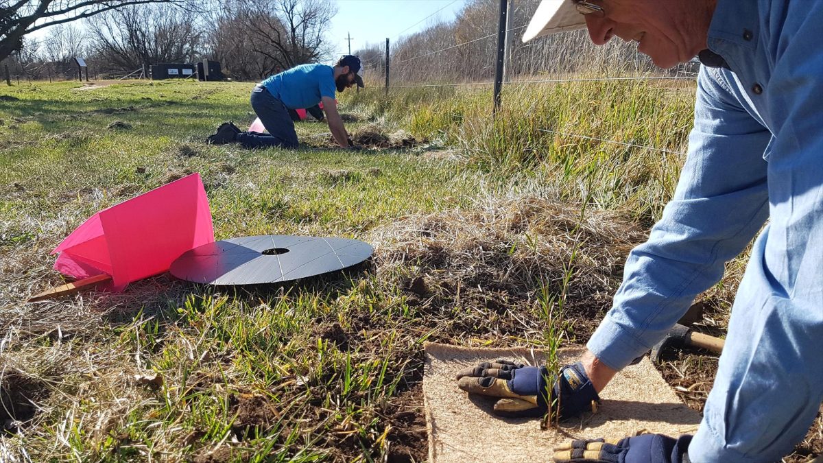 young rangers program tree planting