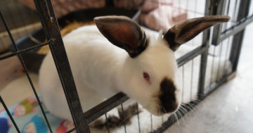 RSPCA ACT’s Pets of the Week: Bilbo and Tullalah