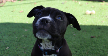 RSPCA ACT’s Pets of the Week: Cleopatra, Henning and Ziggy Stardust
