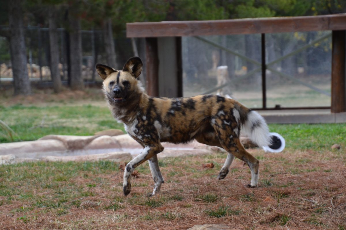 African Painted Dog