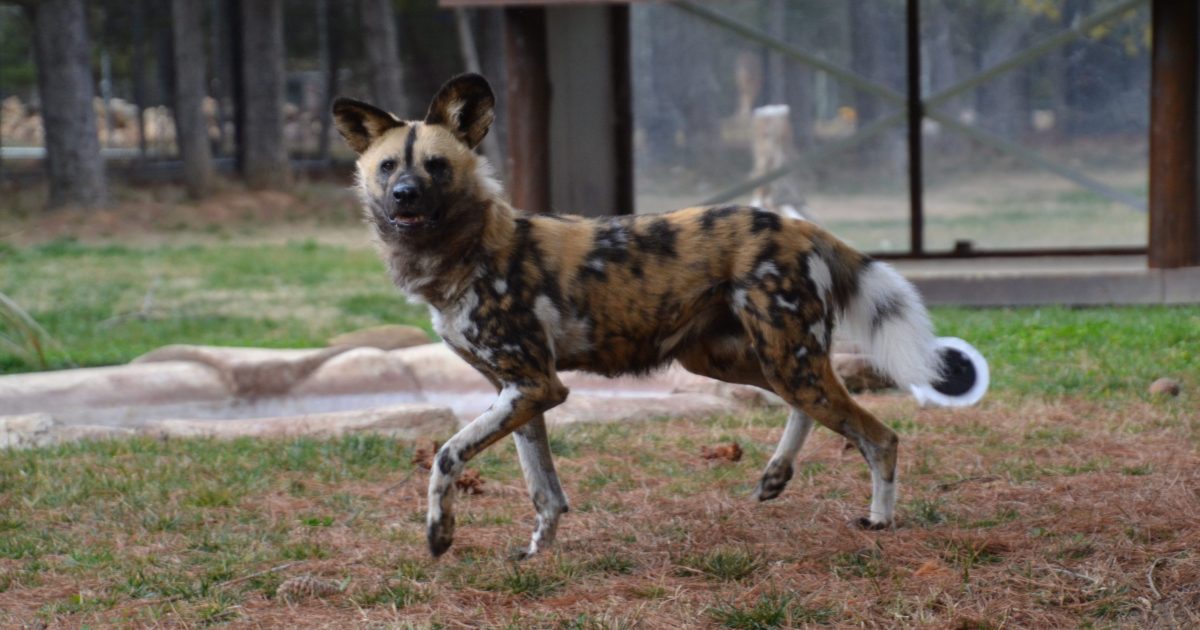 WATCH: How the National Zoo is contributing to the African painted dog’s survival | Region Canberra