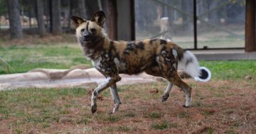 WATCH: How the National Zoo is contributing to the African painted dog's survival