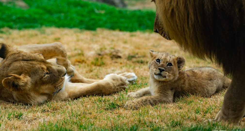 WATCH: National Zoo full of pride for first baby lion in 20-plus years | Region Canberra
