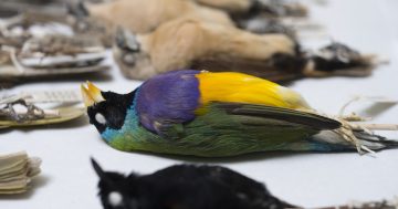 WATCH: Inside the Canberra vault where every Australian creature is kept